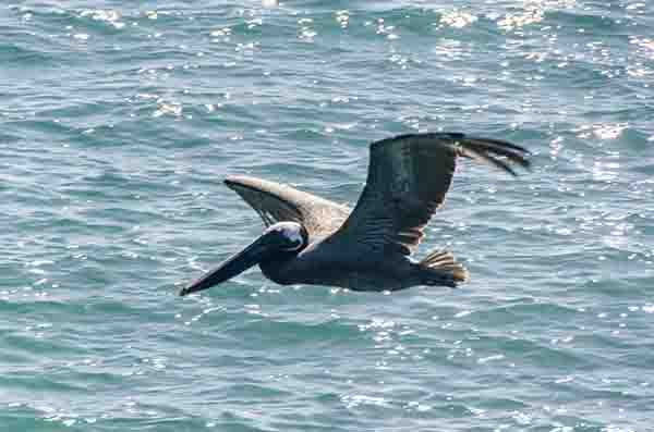 Pelícano - isla Santa Cruz - islas Galápagos - Ecuador 8.jpg